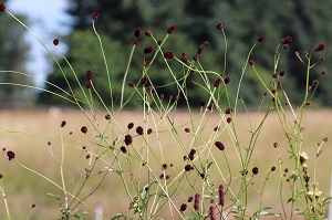 Sanguisorba officinalis 'Martins's Mulberry'